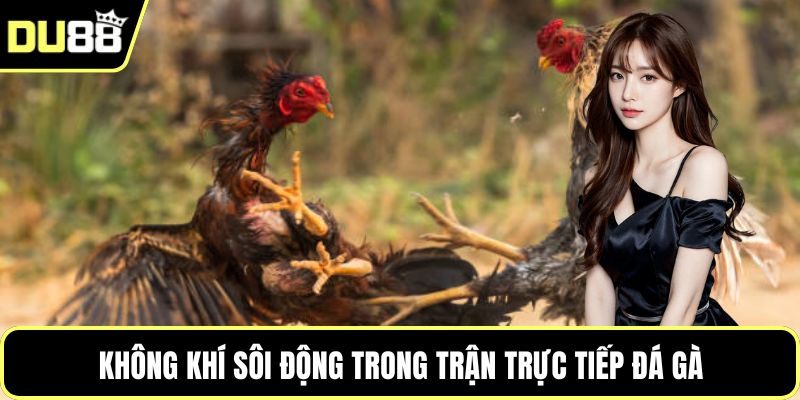Không khí sôi động trong trận trực tiếp đá gà