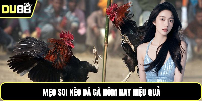 Mẹo soi kèo đá gà hôm nay hiệu quả