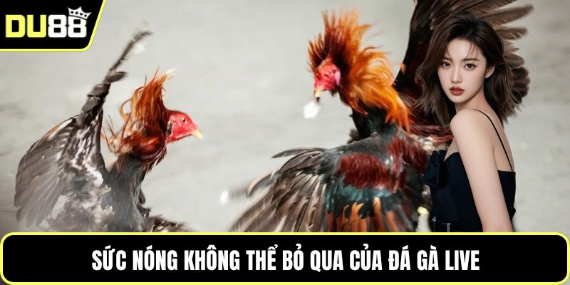 Sức nóng không thể bỏ qua của đá gà live